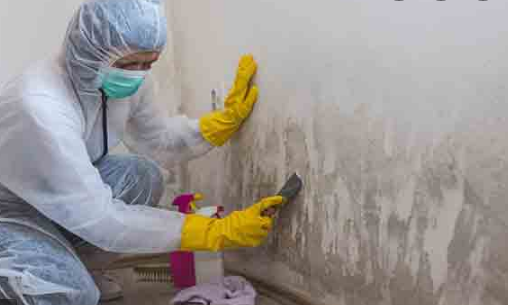 Remediation of Mold