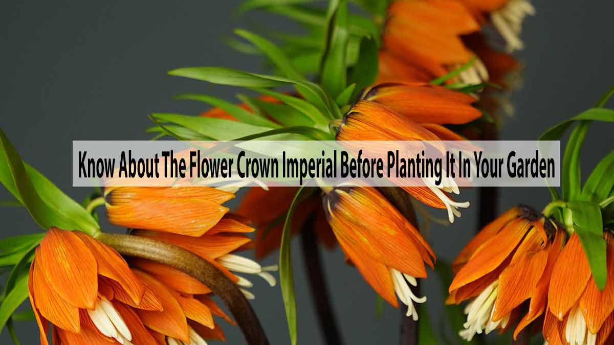Know About The Flower Crown Imperial Before Planting It In Your Garden