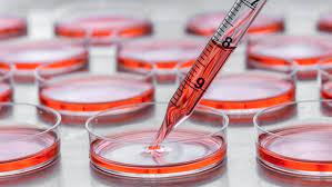 Global Cell Culture Market Size to Grow at a CAGR of 10.30% Between 2023 and 2028
