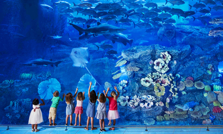How I Got Up Close with Marine Life at Dubai Mall Aquarium: A Review