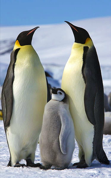 Emperor Penguin Height