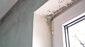 What To Do If Your Home Tests Positive For Mold