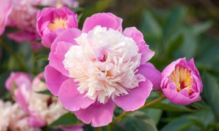 The Beauty of Peony Flowers: A Guide to Growing and Caring for These Lovely Blooms