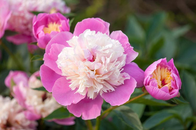 The Beauty of Peony Flowers: A Guide to Growing and Caring for These Lovely Blooms
