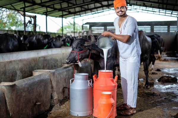 buffalo milk